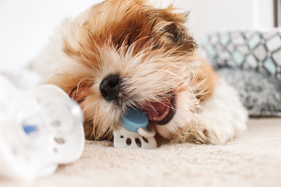 A small, fluffy dog with light brown and white fur is lying on a beige carpet inside a home, chewing on a blue rubber toy. Behind the dog, there is a patterned cushion or blanket with grey, black, and